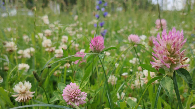 Pilsētas pļavas zied