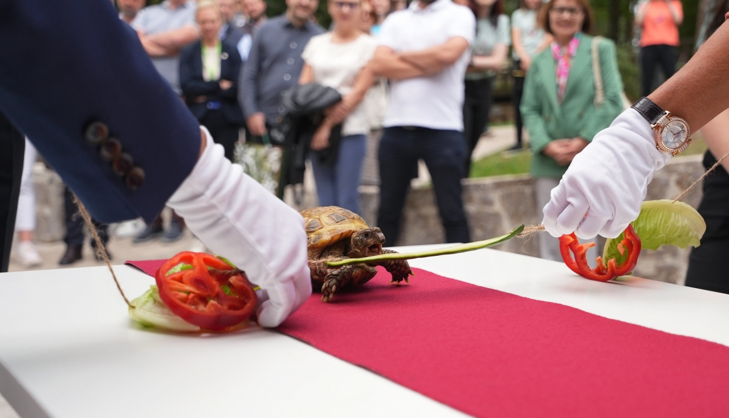 Atklāšanas lenti pārkož Rīga ZOO Zinātnes un izglītības nodaļas četrkājainais sugu vēstnesis – Vidusāzijas bruņurupucis Paija