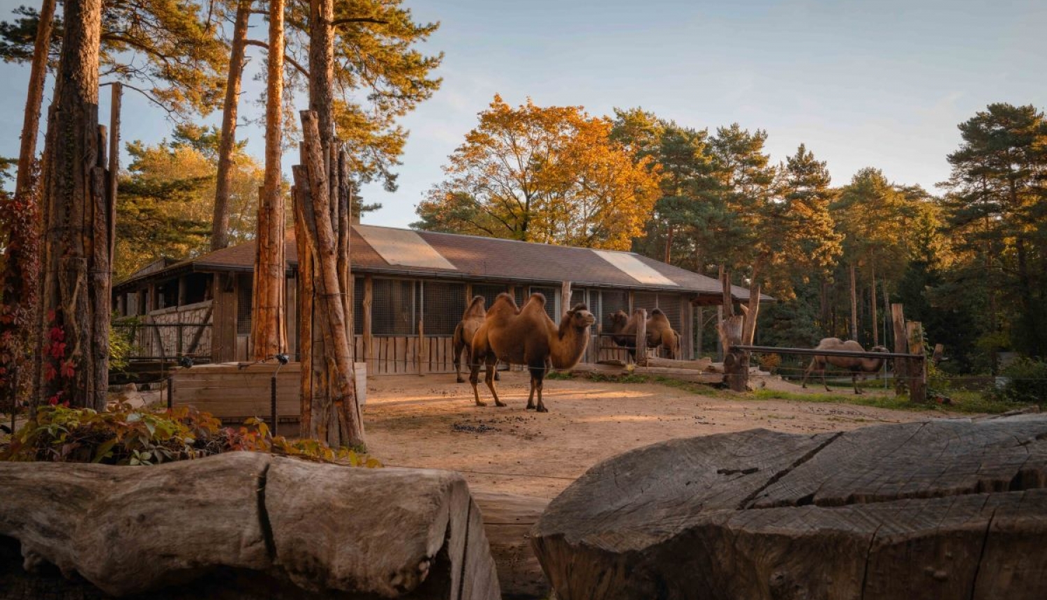 Rudens Rīgas zoo