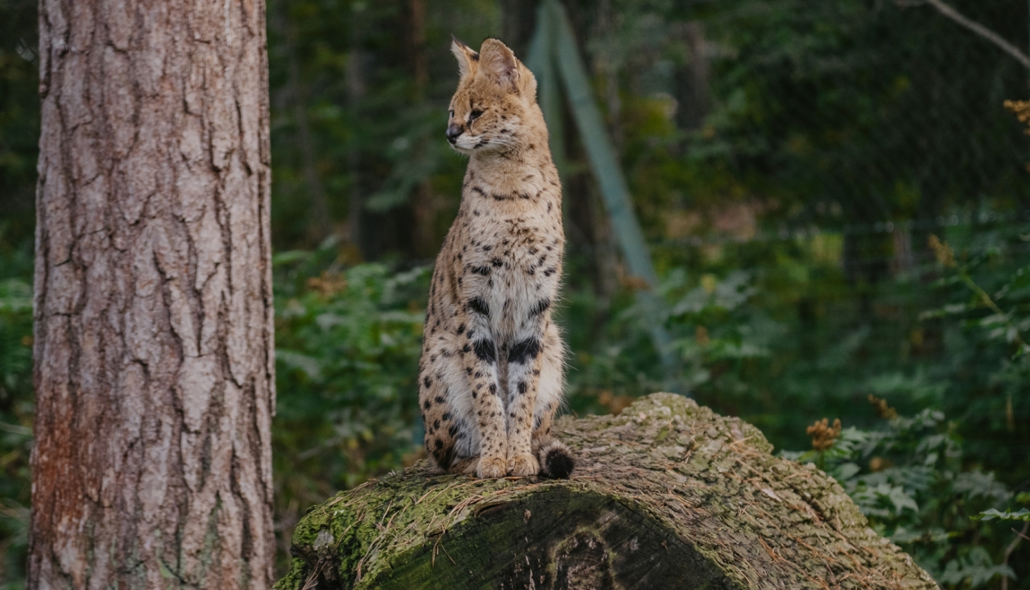 Servals