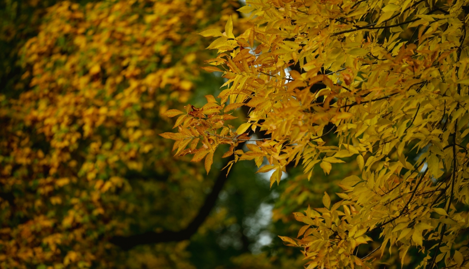 Koks ar dzeltenām lapām