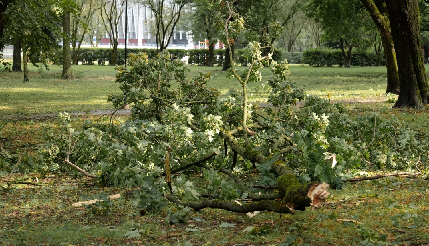 Parkā nolauzts koka zars