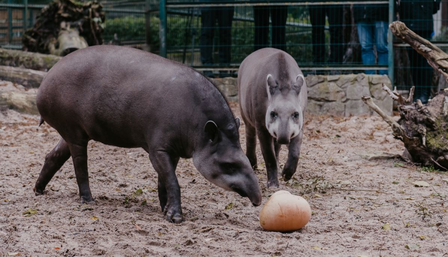 Tapīri Rīgas zoo